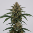 Pandora cannabis strain plant
