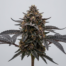 Peyote Purple cannabis strain plant