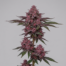 Plushberry cannabis strain plant