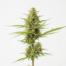 Power Flower cannabis strain plant