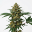 Power Kush cannabis strain plant