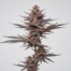Purple #1 cannabis strain plant
