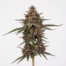 Purple Gorilla cannabis strain plant