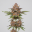 Purple Orange CBD cannabis strain plant