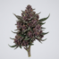 Querkle cannabis strain plant