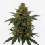 Rocklock cannabis strain plant