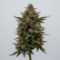 Rox cannabis strain plant