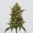Royal Cheese cannabis strain plant
