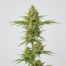 Royal Moby cannabis strain plant