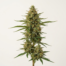 Sacra Frasca cannabis strain plant