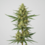 Sage 'n Sour cannabis strain plant