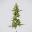 Santa Sativa cannabis strain plant
