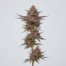Shaman cannabis strain plant