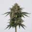 Shark Attack cannabis strain plant
