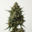 Shark Shock cannabis strain plant