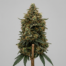 Sheherazade cannabis strain plant