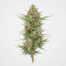 Shining Silver Haze cannabis strain plant