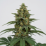 Shiva Skunk cannabis strain plant