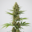 Skunk #11 cannabis strain plant