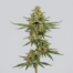 Sleestack cannabis strain plant
