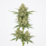 Snow Bud cannabis strain plant