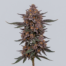 Somango cannabis strain plant