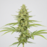 Sour Kosher cannabis strain plant