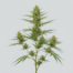 South African Kwazulu cannabis strain plant