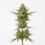 Space Jill cannabis strain plant
