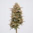 Sweet Deep Grapefruit cannabis strain plant
