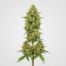 Sweet Mango cannabis strain plant