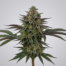 Sweet Purple cannabis strain plant