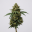 The Church cannabis strain plant