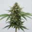 The Doctor cannabis strain plant