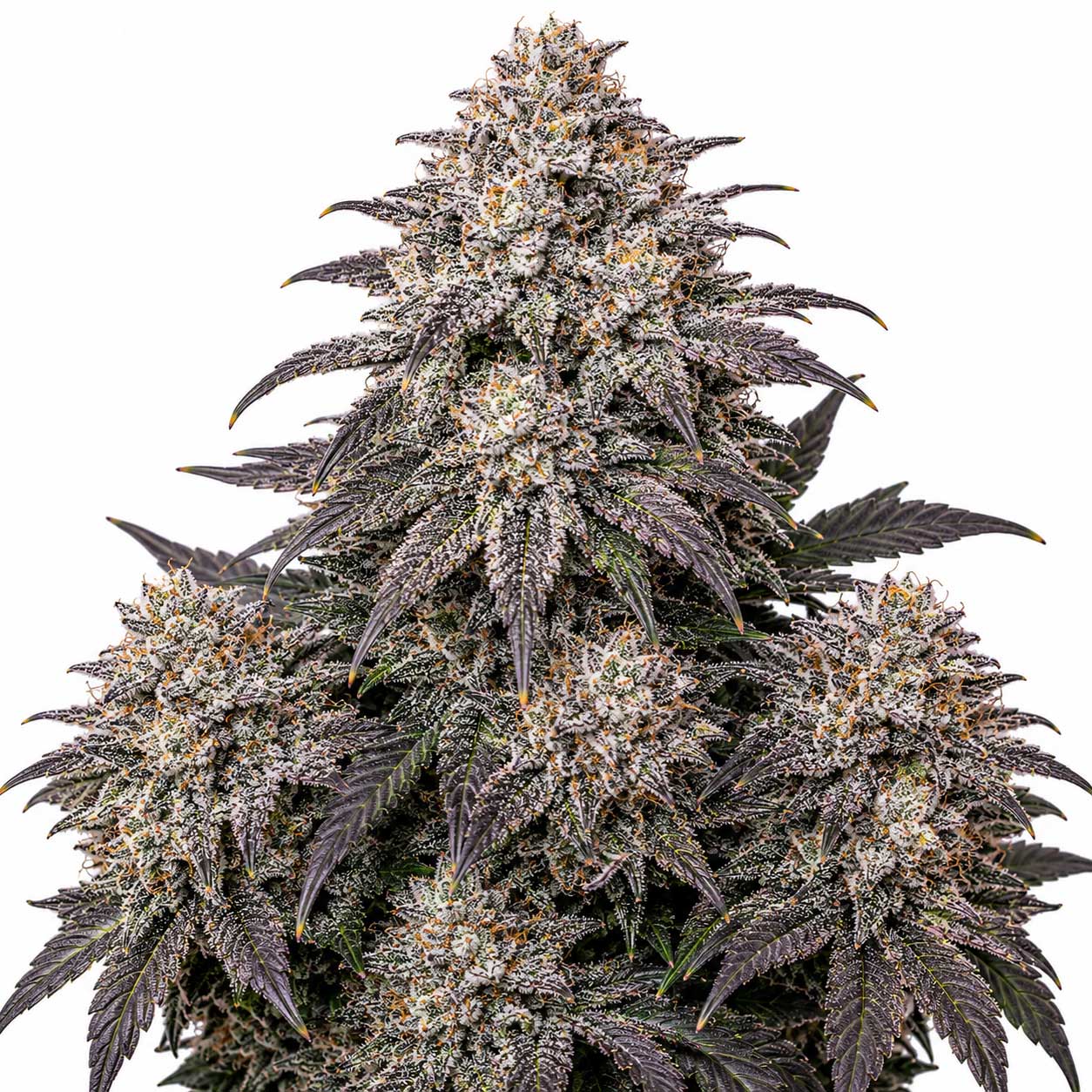 Thin Mint Frosting