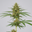 Tikal cannabis strain plant