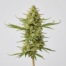 Timewreck cannabis strain plant