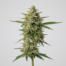 Vertigo cannabis strain plant