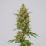 Vortex cannabis strain plant