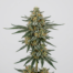 White Siberian cannabis strain plant