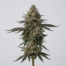 Whiteberry cannabis strain plant
