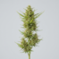 Wild Thailand cannabis strain plant