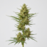 Zamalito cannabis strain plant