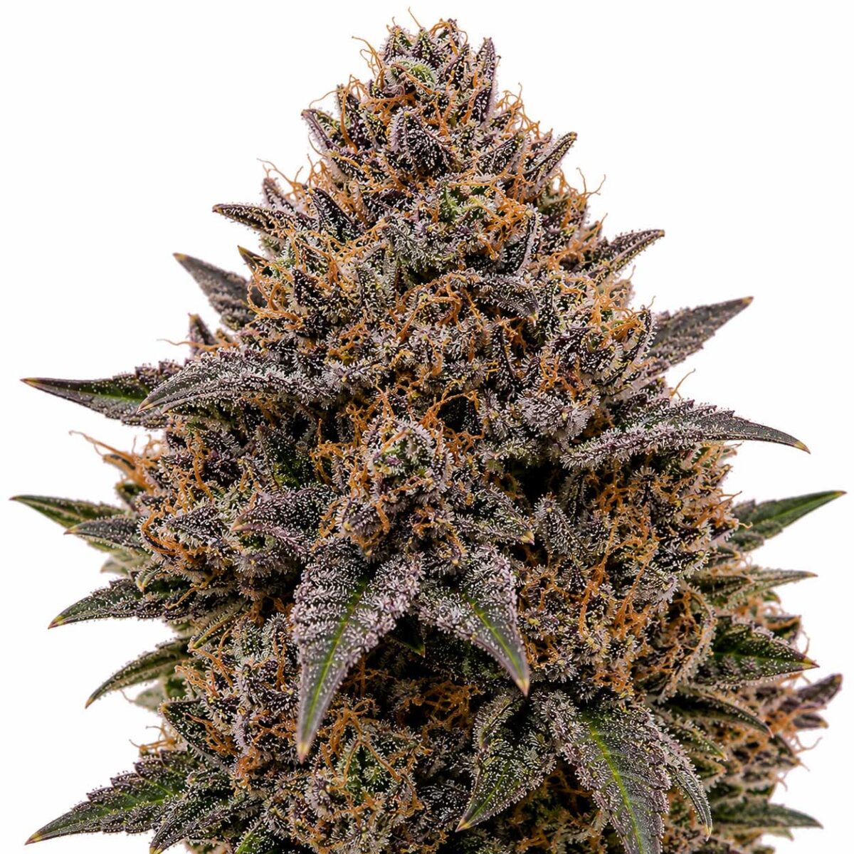 Native Care Flower (only their best strains)