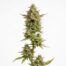 Acapulco Punch cannabis strain plant