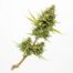 Aj's Sour Diesel cannabis strain plant