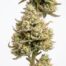 Amarelo cannabis strain plant