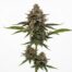 Apple Tarts cannabis strain plant