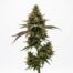Atomic Cherry cannabis strain plant