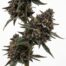 Baccarat cannabis strain plant